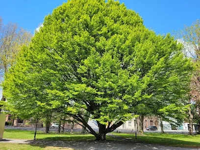 Image de L'Arbre du Fun
